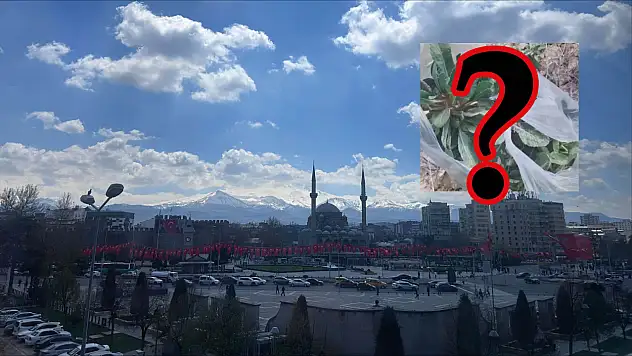 Kayserililer tarlalara akın ediyor- Herkes bu bitkilerin peşinde
