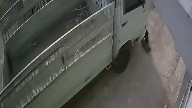 Kedi ezen sürücüye ibretlik ceza: Hayvan barınağında çalışacak!