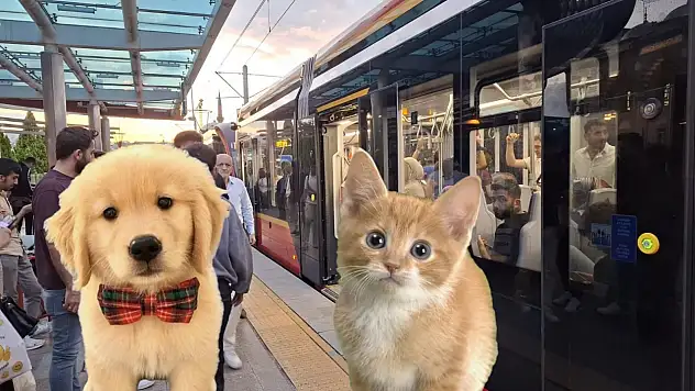 Kedi köpek ve kuşlar Kayseri'de toplu taşımada nasıl seyahat edecek?