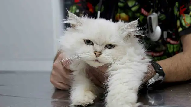 Kedide dünyada görülmemiş anomali!