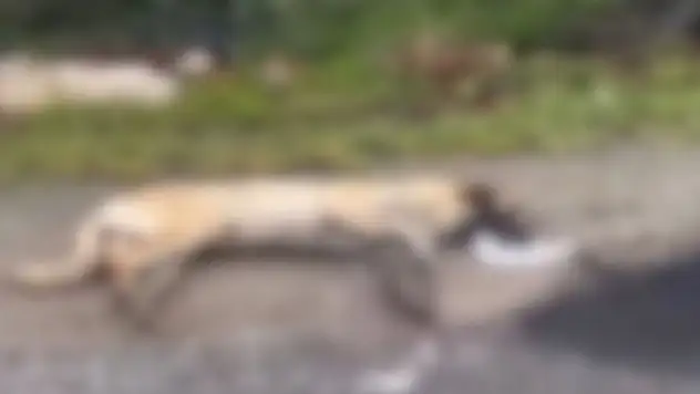 Kemerhisar'daki zehirlenme iddiaları üzerine valilik harekete geçti