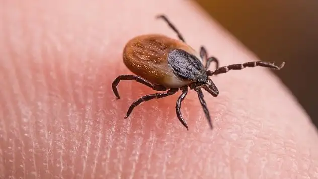 Kene ısırığında yapılan bu hatalar ölümcül olabilir!