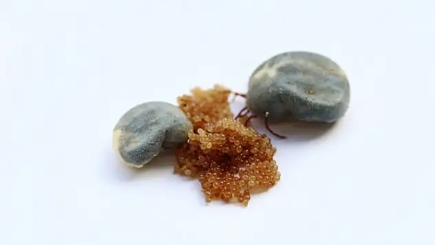 Kenelerle ilgili bilinmeyenler- Binlerce yumurtluyorlar