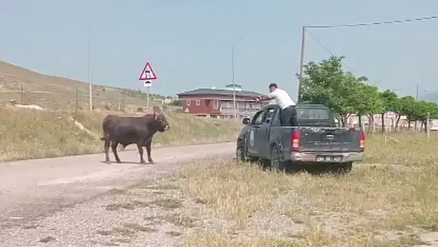 Kesimden kaçan tosun sahiplerini peşine taktı: Belediye ekipleri sayesinde yakalandı!