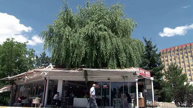 Salkım söğüdü,işletmesinin simgesi oldu