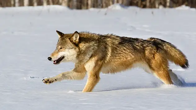 Kış sertleşti, kurtlar yerleşime indi: Kayseri'nin o ilçesinde tedirginlik!