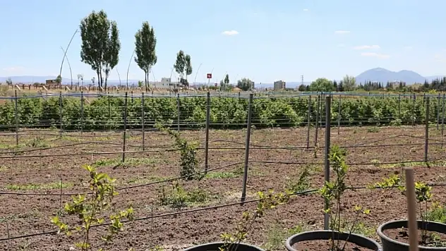 Kocasinan'da 60 bin fide toprakla buluştu