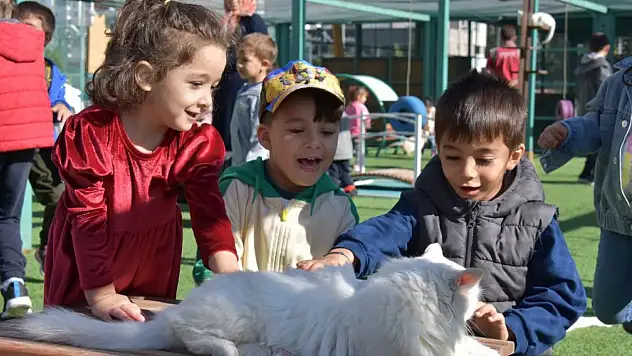 Kocasinan'dan Türkiye'ye örnek adım: Kediler için kasaba, sokak hayvanlarına dev bakımevi!