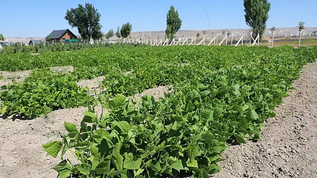 Kocasinan'dan yerel tohuma can suyu