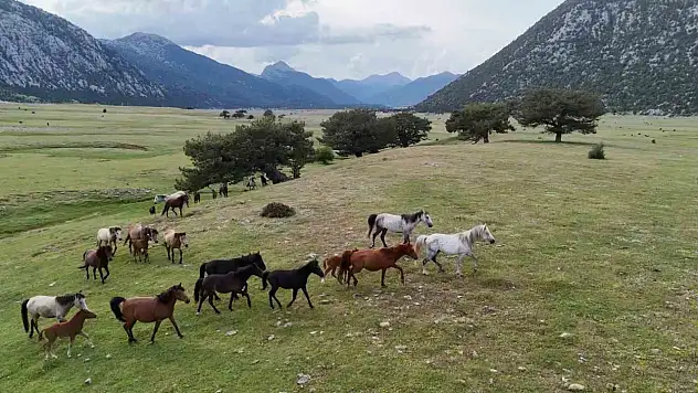 Kökenleri Osmanlı Süvari atlarına dayanıyor: Toros'un gücü...