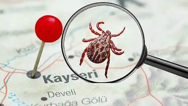 Komşuda 6. ölüm tedirgin etti: Kayseri'de kene en çok nerelerde var?