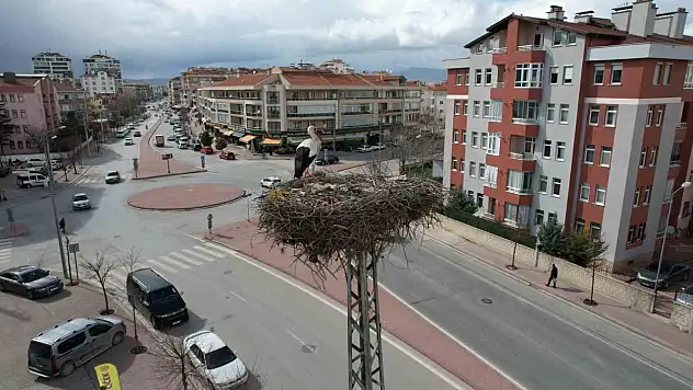 Baharın habercisi leylekler direkteki yuvalarına geldi