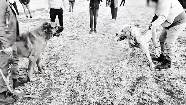 Köpek dövüştüren şahıslara operasyon: 8 gözaltı