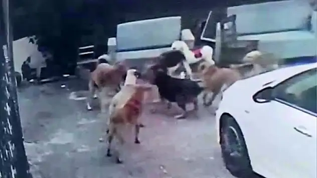 Adana'da köpek sürüsü hamile kediyi parçaladı