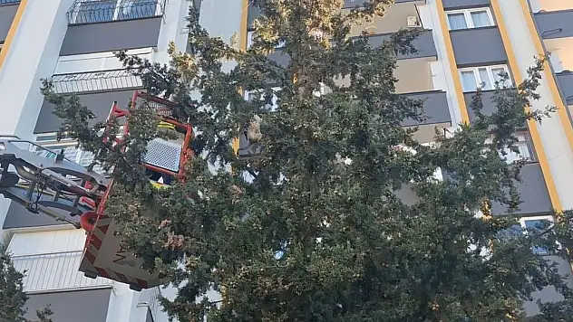 Adana'da köpekten kaçan kedi 3 gün ağaçta mahsur kaldı