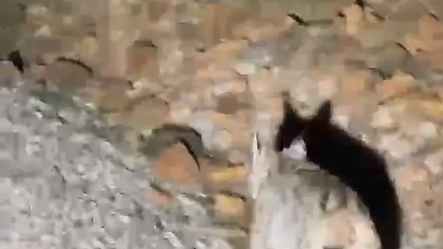 Koruma altındaki 'vaşak' Tunceli'de görüntülendi