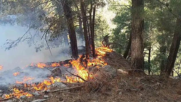 Adana'da orman yangını!