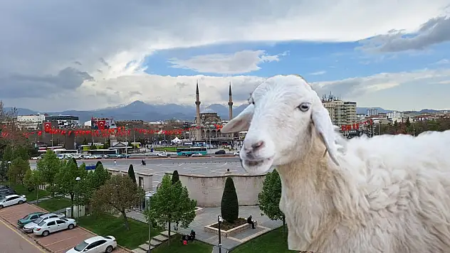 Kurban fiyatlarının en uygun olduğu iller açıklandı! Kayseri'de son fiyatlar ne kadar oldu?