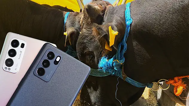 Kurbanlık alırken telefonunda bu uygulama olan rahat edecek!