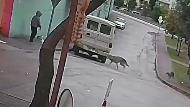 Kurt köpeklerinin saldırı anı kamerada!