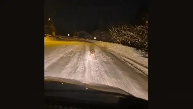 Kurtlar yerleşim yerlerine indi: Sıklıkla gören vatandaş tedirgin!