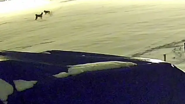 Köpek kurtlarla dövüştü: Geriye postu kaldı