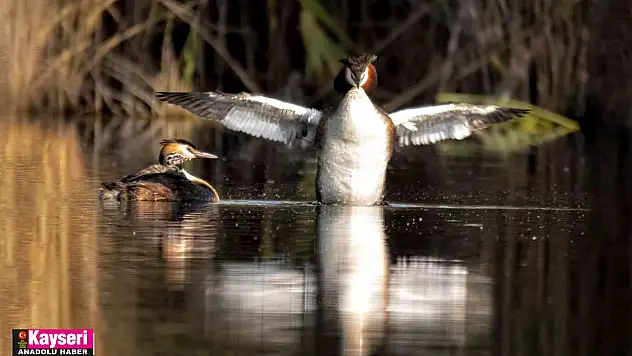 Kuş Cenneti Sultan Sazlığı kendine hayran bırakıyor