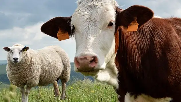 Kuzu mu ucuz, dana mı? Kayseri'de cevabı değişti!