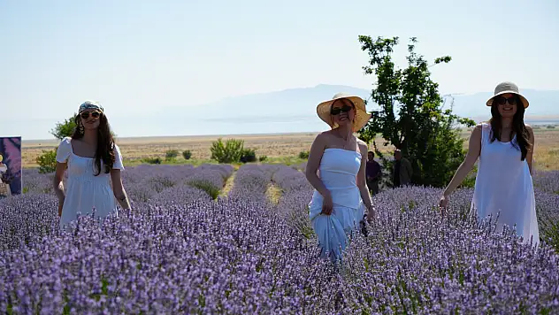 Lavanta tarlalarında mor şölen