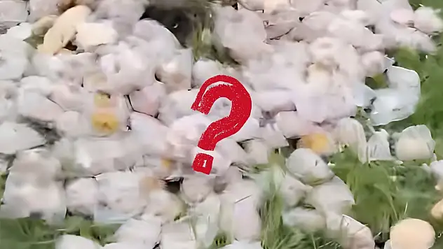 Lifos Dağı'nda tepki çeken görüntü: İyilik yapayım derken...