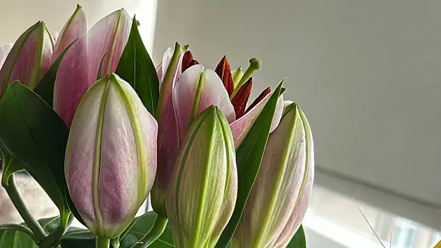 Lilyum çiçeğinin bakımı nasıl yapılır?