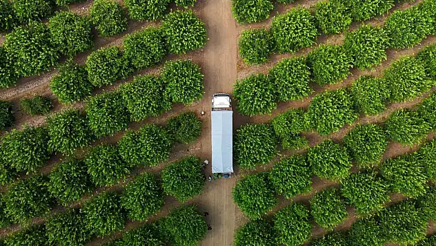Limonda fiyatı düşürecek yeni hasat zamanı başladı