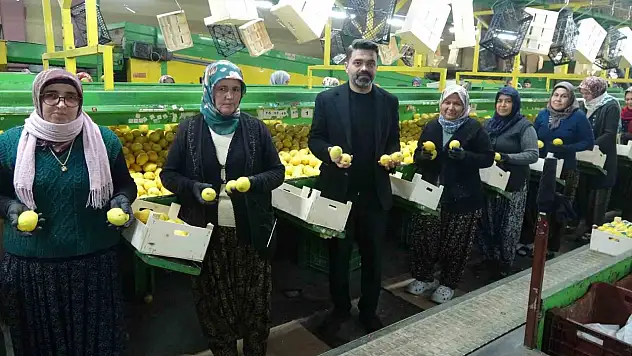 Limonda hasat sona eriyor: Yoğun mesai sürüyor!