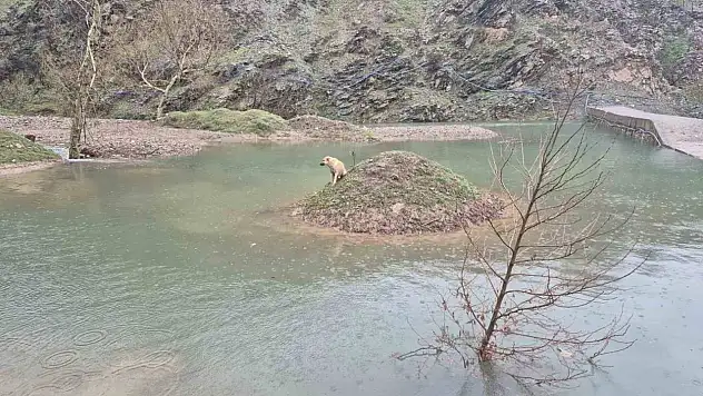 Kahramanmaraş'ta mahsur kalan köpeği itfaiye ekipleri kurtardı