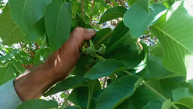 Ceviz ağaçları sonbaharda meyve verdi! Vatandaşlar şaşkın