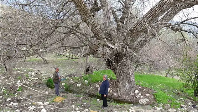 270 yıllık ceviz ağacı zamana direniyor!