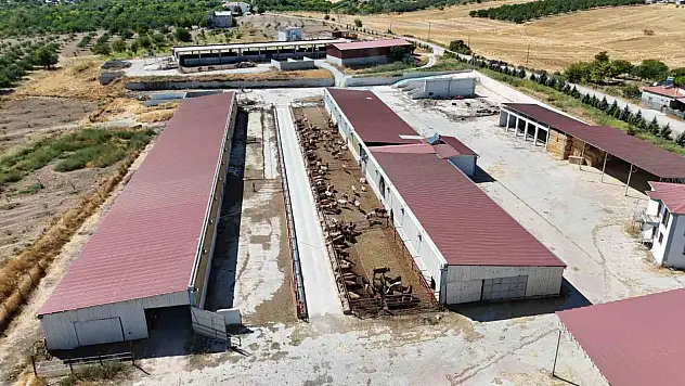 Malatya'dan Türkiye'ye 200 damızlık düve desteği