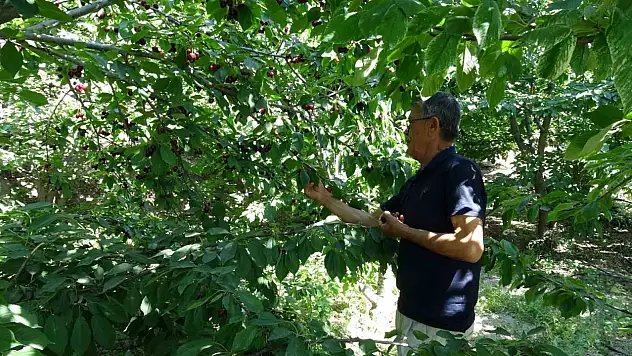 Coğrafi işaretli dalbastı kirazında hasat sezonu bitiyor