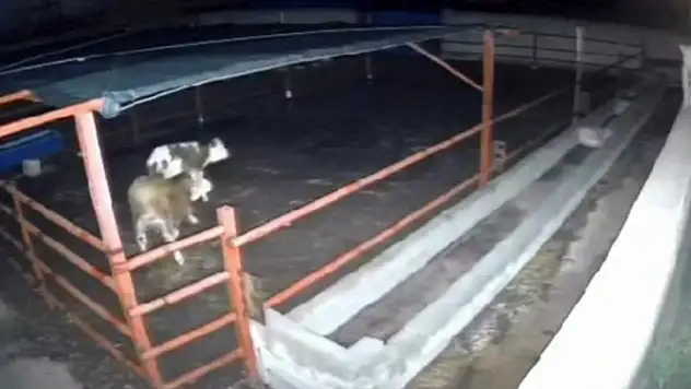 Mandıraya giren kurtlar ahırdaki hayvanlara saldırdı!