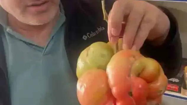 Mardin'de o domatesi görenler hayrete düştü!