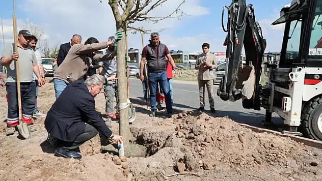 Melikgazi'de fidan değil 15 yaşında ağaçlar toprakla buluştu!
