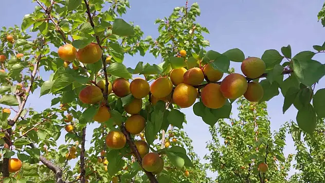 Kayısı hasadı başladı, üretici verimden memnun