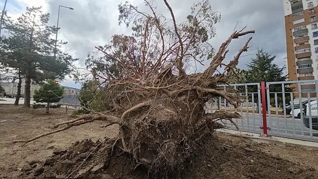 Meteoroloji uyarmıştı! Kayseri'de fırtına ağaçları devirmeye başladı