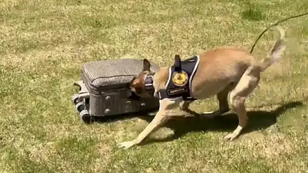 MİA iş başında - 1 kilo 436,3 gram narkotik madde ele geçirildi!