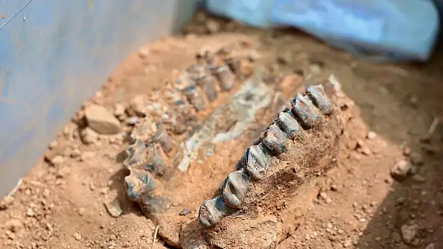 Milyonlarca yıllık fosil kalıntıları geçmişe ışık tutuyor!