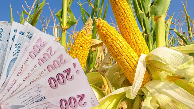 Mısır alım fiyatları belli oldu! İşte açıklanan rakam...