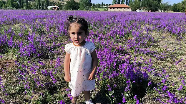 Mor renkli yabani otlar mest ediyor