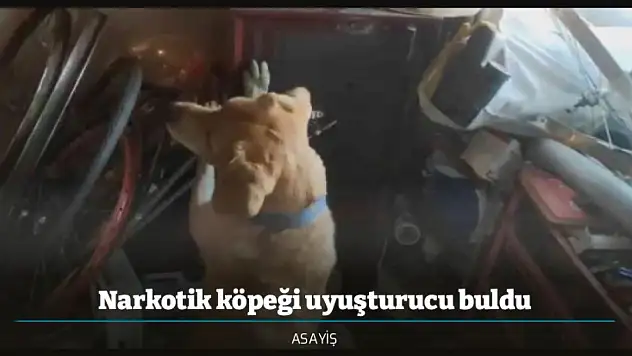 Narkotik köpeği uyuşturucu buldu