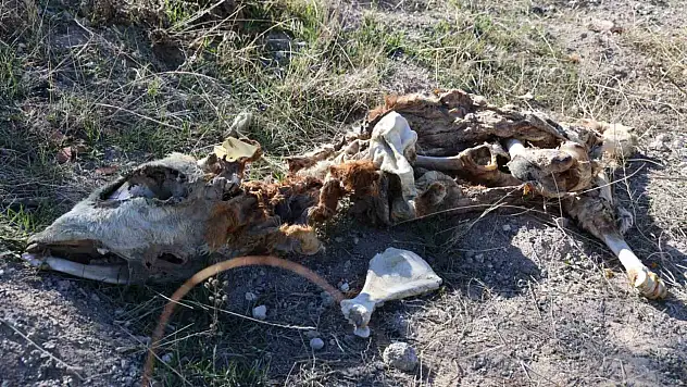 Boş araziye atılmış 8 buzağı kadavrası bulundu