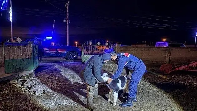 Nevşehir'de büyükbaş hayvan hırsızları yakalandı!